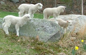 Cotswold lambs on rocks