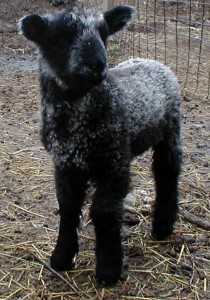Black Cotswold lamb