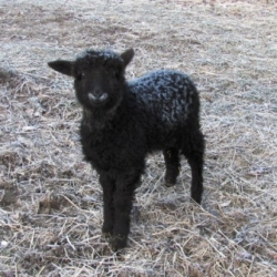 Natural-Colored-Cotswold-Ewe-Lambs-for-Sale